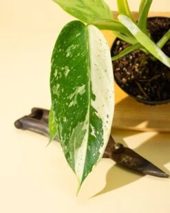 Philodendron ‘José Buono Fiesta’ — Bold Variegated Collector Aroid -Eds Plant Shop philodendron jose buono fiesta bold variegated collector aroid 6282606