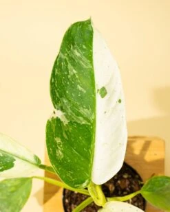 Philodendron ‘José Buono Fiesta’ — Bold Variegated Collector Aroid -Eds Plant Shop philodendron jose buono fiesta bold variegated collector aroid 6733937