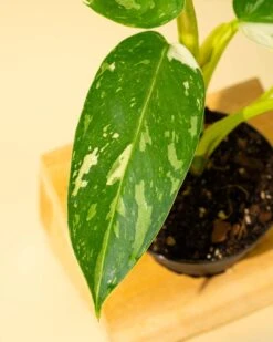 Philodendron ‘José Buono Fiesta’ — Bold Variegated Collector Aroid -Eds Plant Shop philodendron jose buono fiesta bold variegated collector aroid 9543700