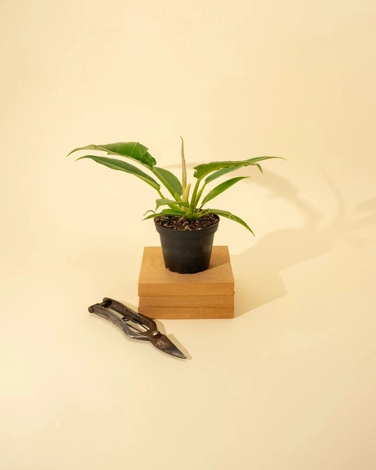 Philodendron 'Jungle Boogie' 7 Philodendron 'Jungle Boogie' - Image 5