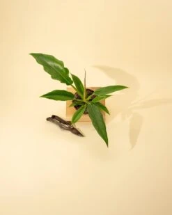 Philodendron 'Jungle Boogie' 9 Philodendron 'Jungle Boogie' -Eds Plant Shop philodendron jungle boogie 440867