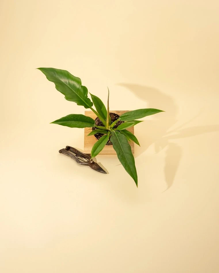 Philodendron 'Jungle Boogie' 4 Philodendron 'Jungle Boogie' - Image 2