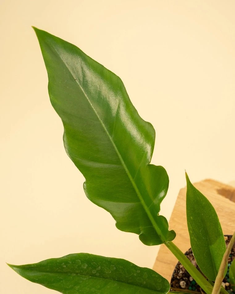 Philodendron 'Jungle Boogie' 6 Philodendron 'Jungle Boogie' - Image 4