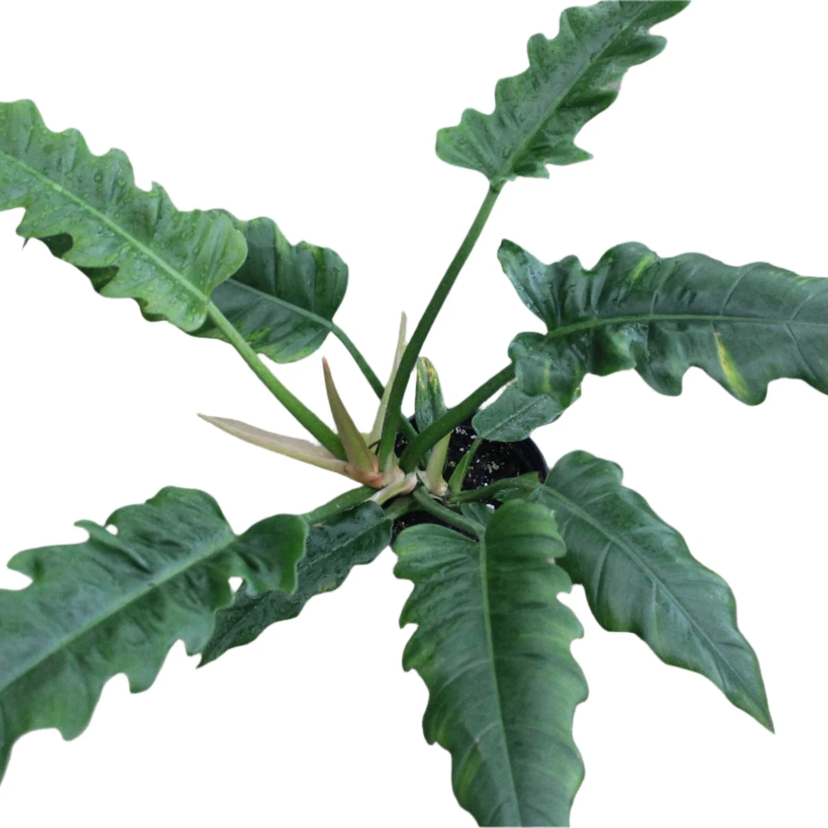 Philodendron 'Jungle Boogie' 8 Philodendron 'Jungle Boogie' - Image 6