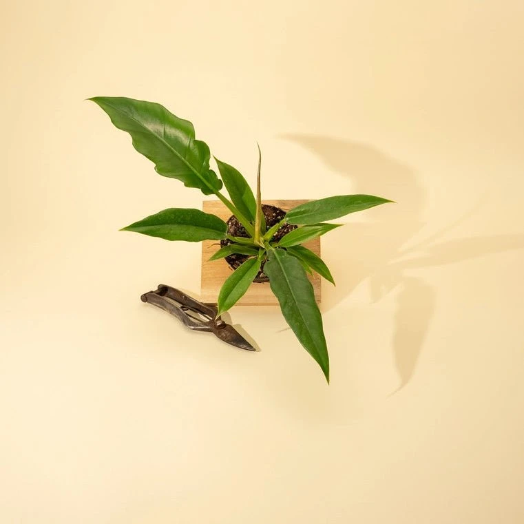 Philodendron 'Jungle Boogie' 3 Philodendron 'Jungle Boogie'