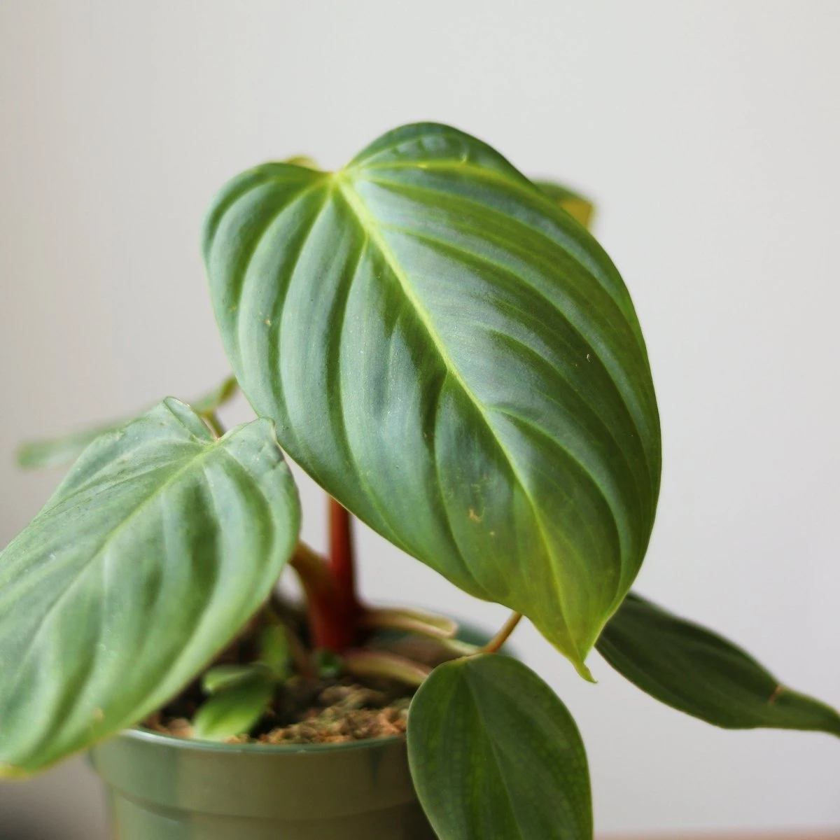 Philodendron 'McDowell' - Rare McDowell Philodendron - 4.5 Inch 3 Philodendron 'McDowell' - Rare McDowell Philodendron - 4.5 Inch