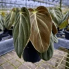 Philodendron Melanochrysum – Black Gold Philodendron | Rare Aroid -Eds Plant Shop philodendron melanochrysum black gold philodendron rare aroid 1461510