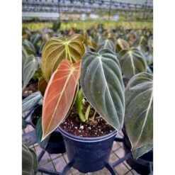 Philodendron Melanochrysum – Black Gold Philodendron | Rare Aroid 16 Philodendron Melanochrysum – Black Gold Philodendron | Rare Aroid -Eds Plant Shop philodendron melanochrysum black gold philodendron rare aroid 3574888