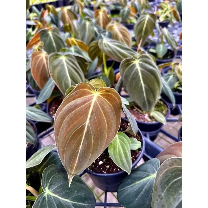 Philodendron Melanochrysum – Black Gold Philodendron | Rare Aroid 10 Philodendron Melanochrysum – Black Gold Philodendron | Rare Aroid - Image 8