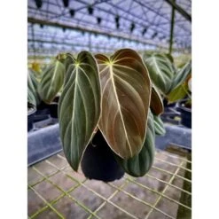 Philodendron Melanochrysum – Black Gold Philodendron | Rare Aroid 14 Philodendron Melanochrysum – Black Gold Philodendron | Rare Aroid -Eds Plant Shop philodendron melanochrysum black gold philodendron rare aroid 5121550