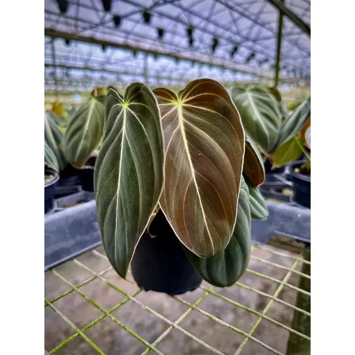 Philodendron Melanochrysum – Black Gold Philodendron | Rare Aroid 7 Philodendron Melanochrysum – Black Gold Philodendron | Rare Aroid - Image 5