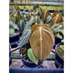 Philodendron Melanochrysum – Black Gold Philodendron | Rare Aroid 15 Philodendron Melanochrysum – Black Gold Philodendron | Rare Aroid -Eds Plant Shop philodendron melanochrysum black gold philodendron rare aroid 9395033