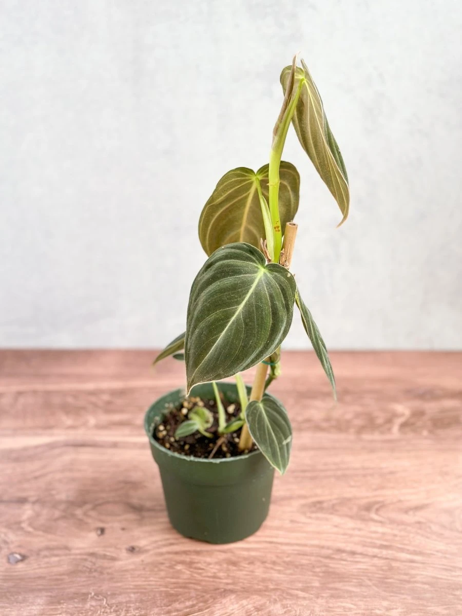 Philodendron Melanochrysum – Black Gold Philodendron | Rare Aroid 5 Philodendron Melanochrysum – Black Gold Philodendron | Rare Aroid - Image 3