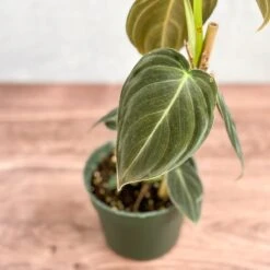 Philodendron Melanochrysum – Black Gold Philodendron | Rare Aroid 13 Philodendron Melanochrysum – Black Gold Philodendron | Rare Aroid -Eds Plant Shop philodendron melanochrysum black gold philodendron various sizes 276725