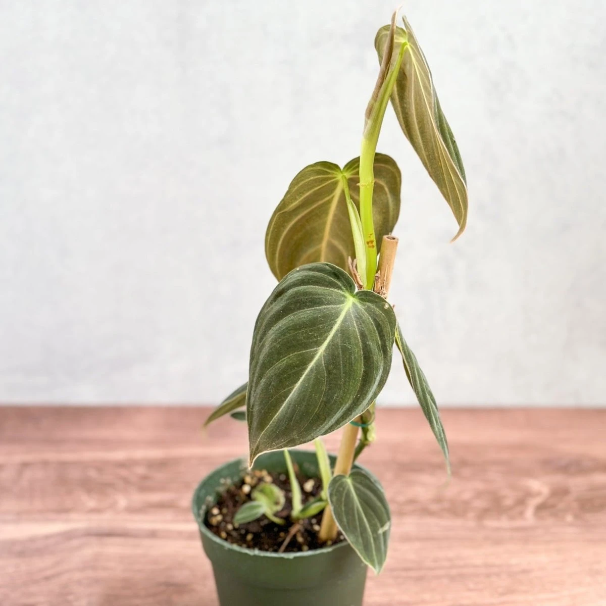 Philodendron Melanochrysum – Black Gold Philodendron | Rare Aroid 4 Philodendron Melanochrysum – Black Gold Philodendron | Rare Aroid - Image 2
