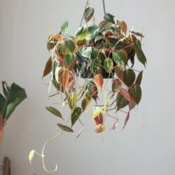 Philodendron Micans- Velvet Philodendron Hanging Basket -Eds Plant Shop philodendron micans velvet philodendron hanging basket 527999