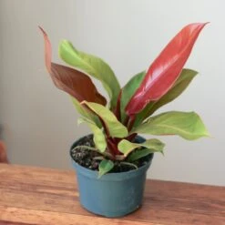 Philodendron 'Prince Of Orange' -Eds Plant Shop philodendron prince of orange various sizes 480030