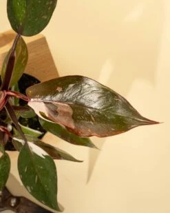 Philodendron Red Anderson ‘Pink Knight’ – Rare Variegated Hybrid -Eds Plant Shop philodendron red anderson pink knight rare variegated hybrid 1646002