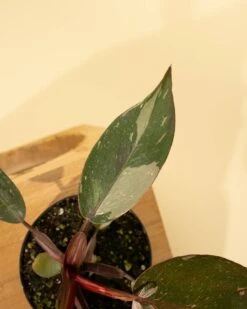 Philodendron Red Anderson ‘Pink Knight’ – Rare Variegated Hybrid -Eds Plant Shop philodendron red anderson pink knight rare variegated hybrid 3089285