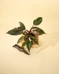 Philodendron Red Anderson ‘Pink Knight’ – Rare Variegated Hybrid -Eds Plant Shop philodendron red anderson pink knight rare variegated hybrid 4293962