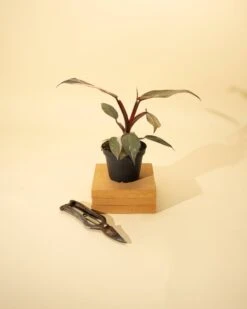 Philodendron Red Anderson ‘Pink Knight’ – Rare Variegated Hybrid -Eds Plant Shop philodendron red anderson pink knight rare variegated hybrid 4323480