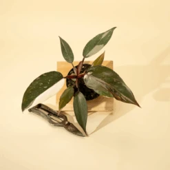 Philodendron Red Anderson ‘Pink Knight’ – Rare Variegated Hybrid