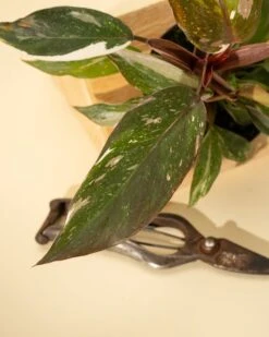 Philodendron Red Anderson ‘Pink Knight’ – Rare Variegated Hybrid -Eds Plant Shop philodendron red anderson pink knight rare variegated hybrid 7560735