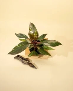 Philodendron Red Anderson ‘Pink Knight’ – Rare Variegated Hybrid -Eds Plant Shop philodendron red anderson pink knight rare variegated hybrid 7748886