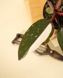 Philodendron Red Anderson ‘Pink Knight’ – Rare Variegated Hybrid -Eds Plant Shop philodendron red anderson pink knight rare variegated hybrid 8980469