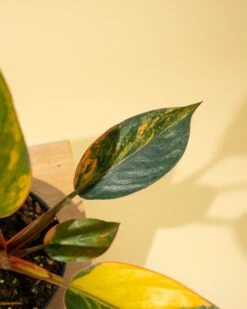 Philodendron Red Congo ‘Red Hot’ – Rare Variegated Houseplant -Eds Plant Shop philodendron red congo red hot rare variegated houseplant 3569532