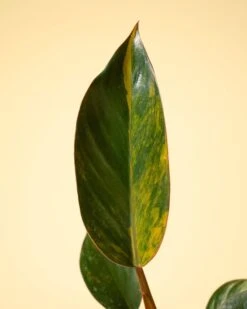 Philodendron Red Congo ‘Red Hot’ – Rare Variegated Houseplant -Eds Plant Shop philodendron red congo red hot rare variegated houseplant 4068311