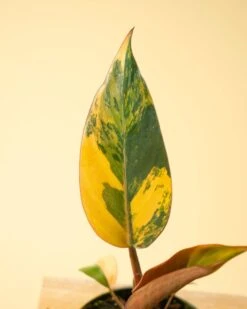 Philodendron Red Congo ‘Red Hot’ – Rare Variegated Houseplant -Eds Plant Shop philodendron red congo red hot rare variegated houseplant 7180095