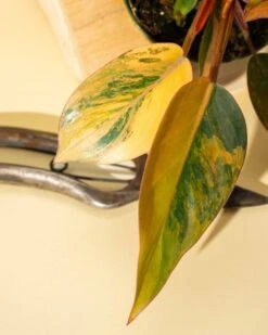 Philodendron Red Congo ‘Red Hot’ – Rare Variegated Houseplant -Eds Plant Shop philodendron red congo red hot rare variegated houseplant 9064822