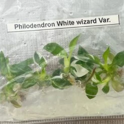 Philodendron Royal Flush Plantlets (4 Packs Of 5) - -Eds Plant Shop philodendron royal flush plantlets 4 packs of 5 875741