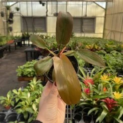 Philodendron ‘Sayaka’ – Rare Bronze-to-Green Glossy Foliage -Eds Plant Shop philodendron sayaka rare bronze to green glossy foliage 637860