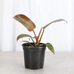 Philodendron ‘Sayaka’ – Rare Bronze-to-Green Glossy Foliage -Eds Plant Shop philodendron sayaka rare bronze to green glossy foliage 898079