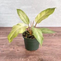 Philodendron ‘Snow Drift' - Snow Drift Philodendron -Eds Plant Shop philodendron snow drift snow drift philodendron 417005