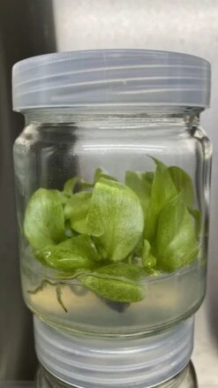 Philodendron Snowdrift Tissue Culture -Eds Plant Shop philodendron snowdrift tissue culture 431841