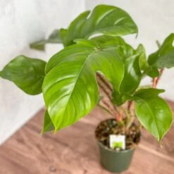 Philodendron Squamiferum - Red Bristle Philodendron -4 Inch -Eds Plant Shop philodendron squamiferum red bristle philodendron 4 inch 135378