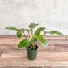 Philodendron Squamiferum - Red Bristle Philodendron -4 Inch -Eds Plant Shop philodendron squamiferum red bristle philodendron 4 inch 784597
