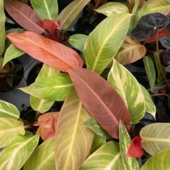 Philodendron ‘Sun Red’ – Vibrant Red-Tinted New Growth -Eds Plant Shop philodendron sun red vibrant red tinted new growth 130353
