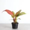 Philodendron ‘Sun Red’ – Vibrant Red-Tinted New Growth -Eds Plant Shop philodendron sun red vibrant red tinted new growth 195685