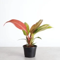 Philodendron ‘Sun Red’ – Vibrant Red-Tinted New Growth