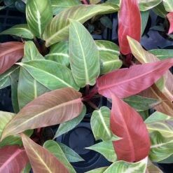 Philodendron ‘Sun Red’ – Vibrant Red-Tinted New Growth -Eds Plant Shop philodendron sun red vibrant red tinted new growth 393003