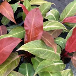 Philodendron ‘Sun Red’ – Vibrant Red-Tinted New Growth -Eds Plant Shop philodendron sun red vibrant red tinted new growth 542348