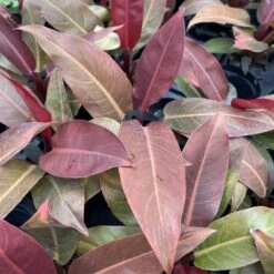 Philodendron ‘Sun Red’ – Vibrant Red-Tinted New Growth -Eds Plant Shop philodendron sun red vibrant red tinted new growth 582769