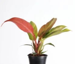 Philodendron ‘Sun Red’ – Vibrant Red-Tinted New Growth -Eds Plant Shop philodendron sun red vibrant red tinted new growth 794138
