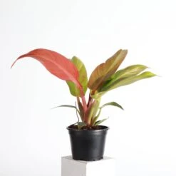Philodendron ‘Sun Red’ – Vibrant Red-Tinted New Growth -Eds Plant Shop philodendron sun red vibrant red tinted new growth 847823