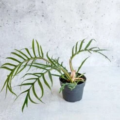 Philodendron 'Tortum' - Lace Leaf Philodendron - 4.5 Inch -Eds Plant Shop philodendron tortum lace leaf philodendron 45 inch 423856