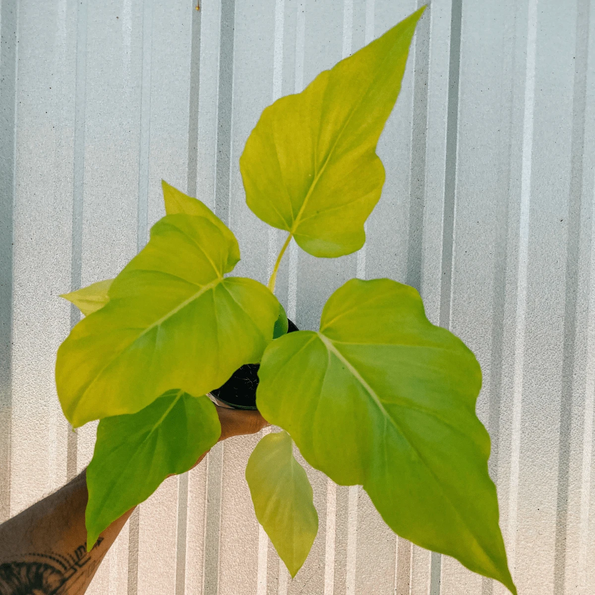 Philodendron ‘Warszewiczii Aurea’ — Chartreuse, Deeply-Lobed Statement Aroid 3 Philodendron ‘Warszewiczii Aurea’ — Chartreuse, Deeply-Lobed Statement Aroid